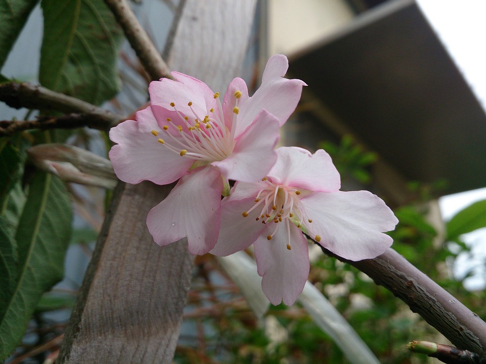 【桜】 桜募金ご協力のお願い─日本から台湾に桜の苗木を贈り一緒にお花見を!!